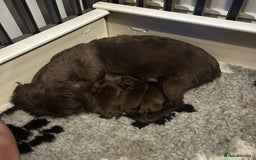 Shih Tzu dogs for sale: Stunning KC chocolate imperial Shihtzu puppies - Image 40