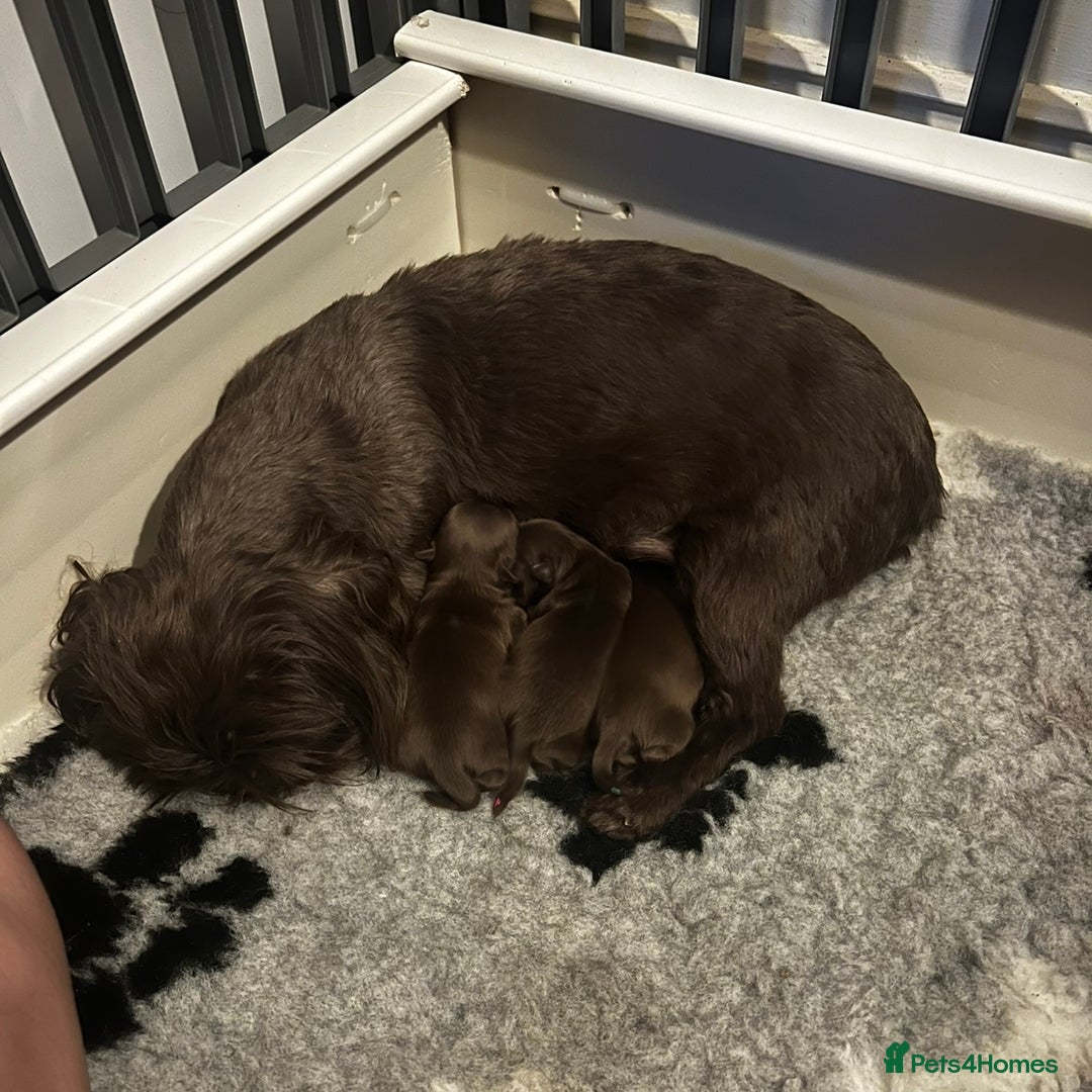 Shih Tzu dogs for sale: Stunning KC chocolate imperial Shihtzu puppies - Image 40