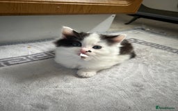 Mixed Breed cats for sale: Chocolate black and white kitten  - Image 12