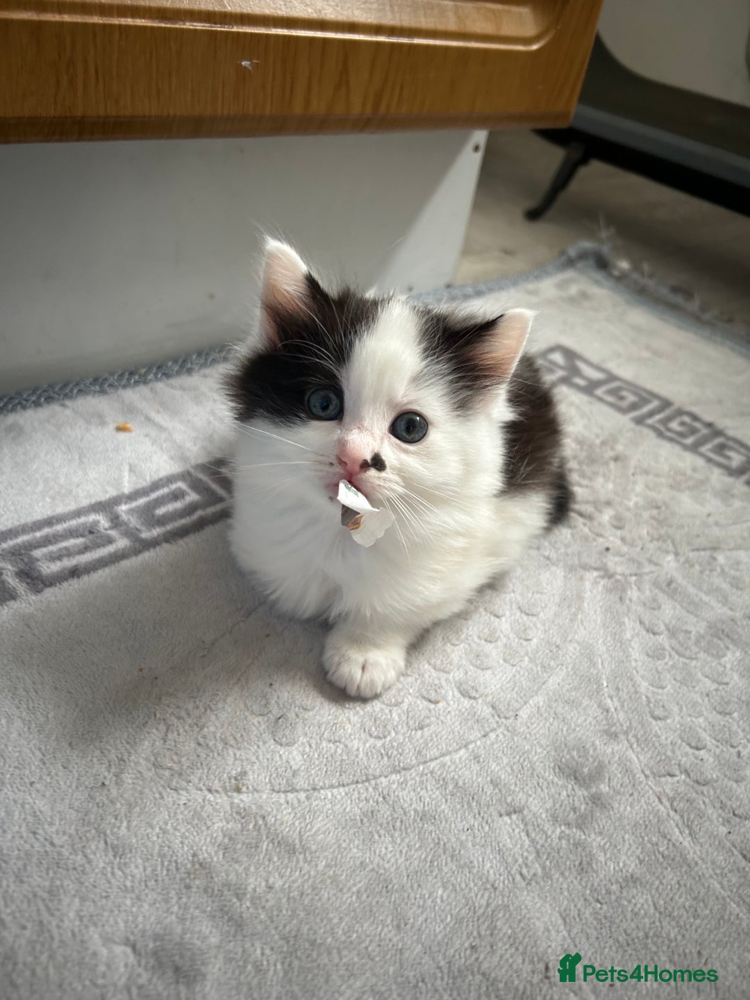 Mixed Breed cats for sale: Chocolate black and white kitten  - Image 12
