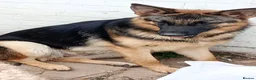German Shepherd dogs for sale: 3 year old female German shepherd needs new home  - Advert 4