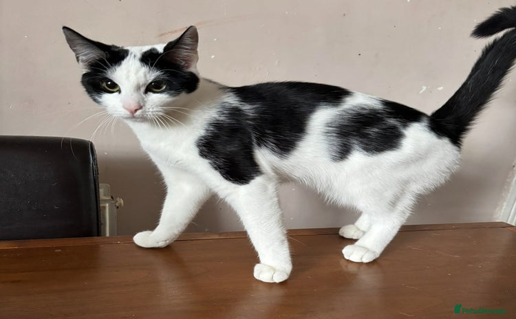 Mixed Breed cats - Advert 16