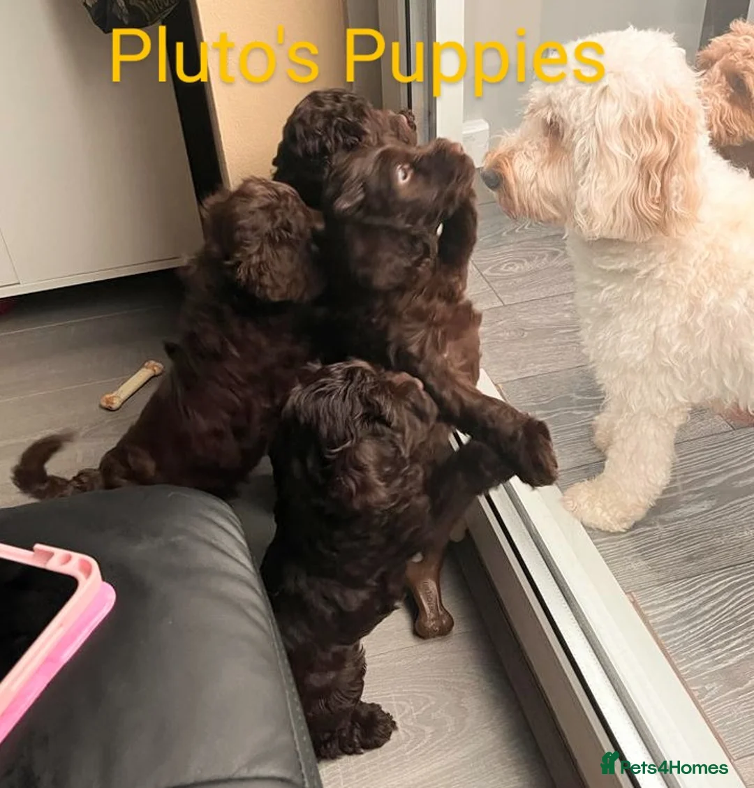 Miniature Poodle dogs for stud: *PROVEN* DNA Health Tested Chocolate Cockapoo STUD in Manchester - Advert 9