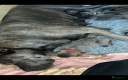 Cane Corso dogs for sale: 2 beautiful cane corso  - Advert 6