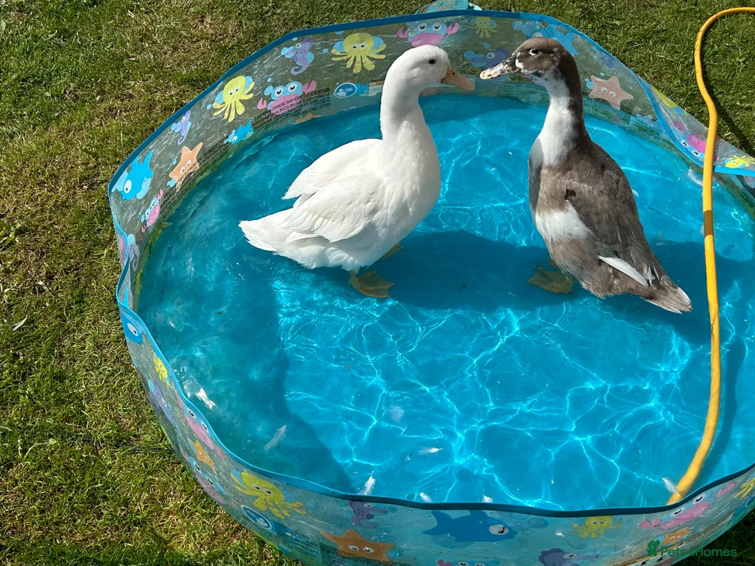 Ducks poultry for sale: 2 female ducks  - Advert 1