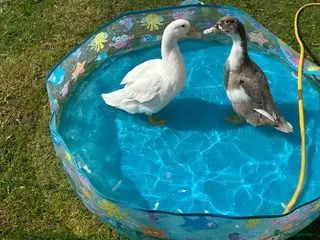 Ducks poultry for sale: 2 female ducks - Advert 1