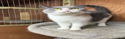 British Shorthair cats for sale: Beautiful bi coloured British shorthair cat  - Advert 4