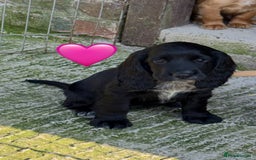 Cocker Spaniel dogs for sale: FULLY VACCINATED Black FEMALE cocker spaniel in Mold - Image 8