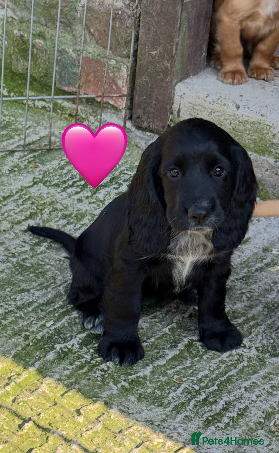 Cocker Spaniel dogs for sale: FULLY VACCINATED Black FEMALE cocker spaniel in Mold - Image 8