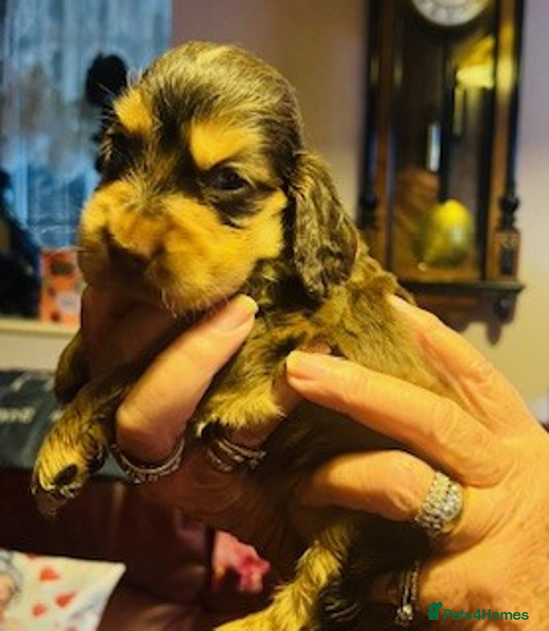 Cocker Spaniel dogs for sale: lyncham cocker spaniels - Image 3
