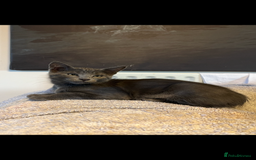 Oriental cats for sale: 5 STUNNING RAGAMESE KITTENS - Image 17