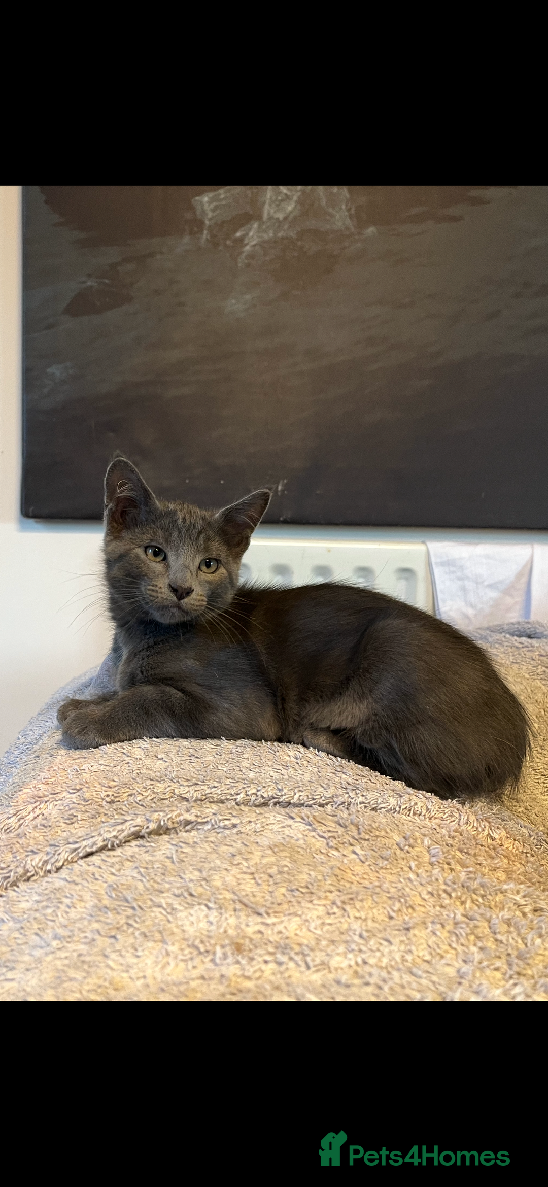 Oriental cats for sale: 5 STUNNING RAGAMESE KITTENS - Image 17
