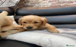 Golden Retriever dogs for sale: 5⭐️ Golden Retriever Puppies - Ready Soon ❤️🐶 - Image 13