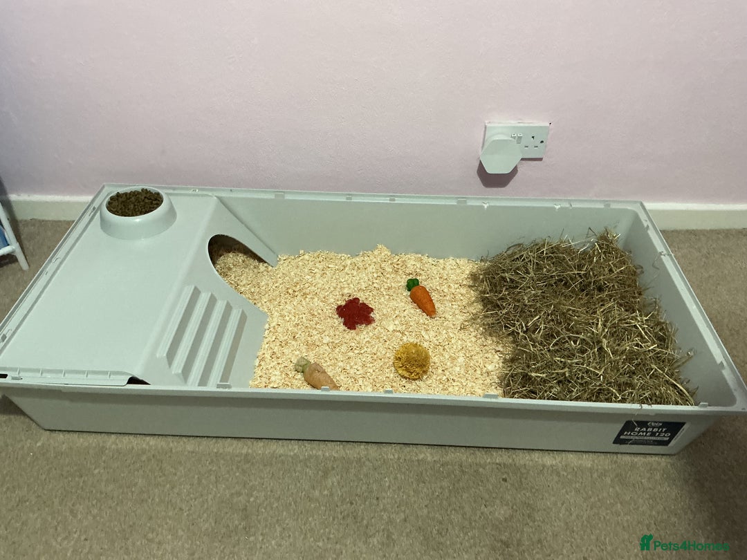 Guinea Pig rodents for sale: 2 female guinea pigs and large cage. - Image 6