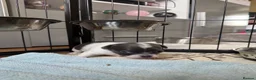 Chihuahua dogs for sale: Smooth coat chihuahua puppies  - Advert 17