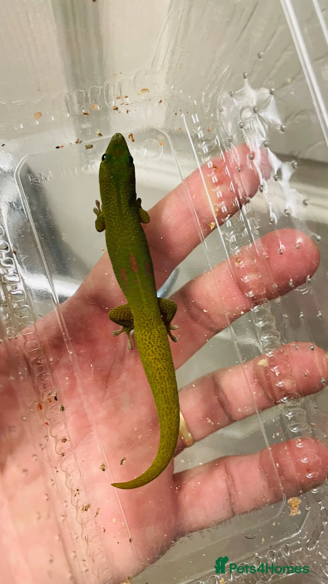 Gecko reptiles for sale: CB25 Proven trio of Gold Dust Day Geckos  - Advert 2