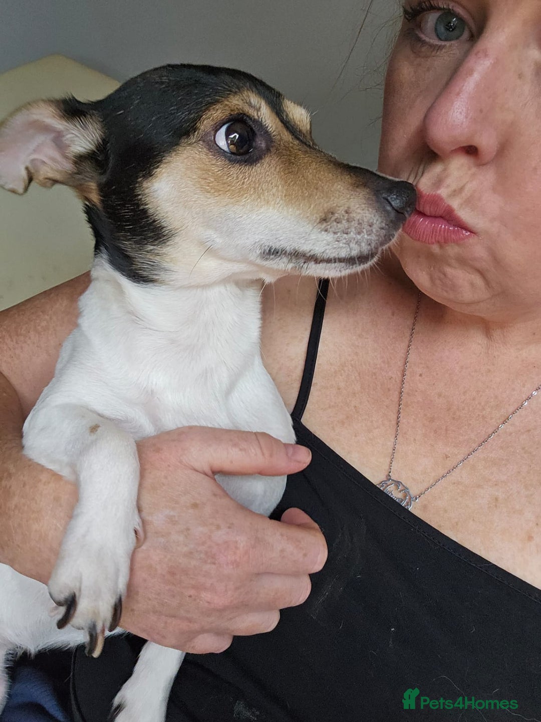 Jack Russell dogs for adoption: 💖🐶 DAISY 🐶💖 - Image 10