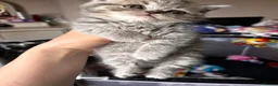 British Shorthair cats for sale: Last boy left Blue tabby’s British shorthair  - Advert 22