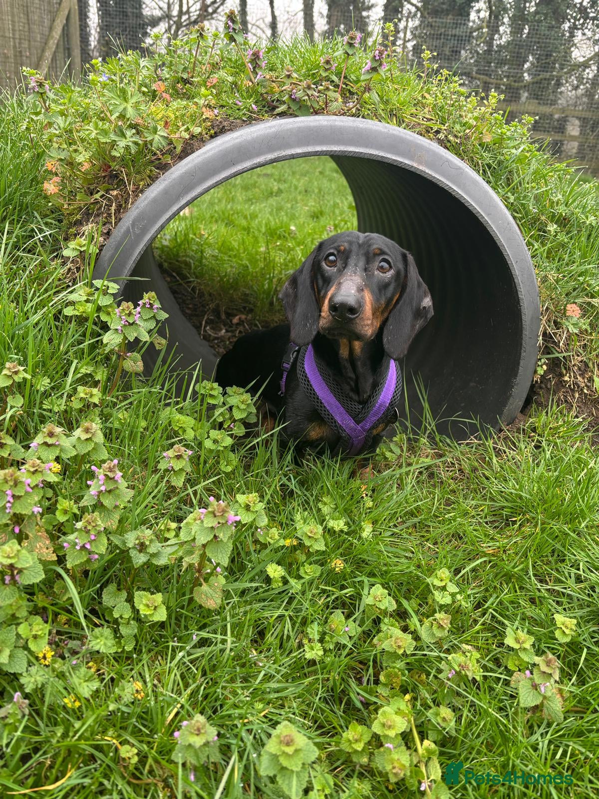 Dachshund dogs Sausage - Advert 1