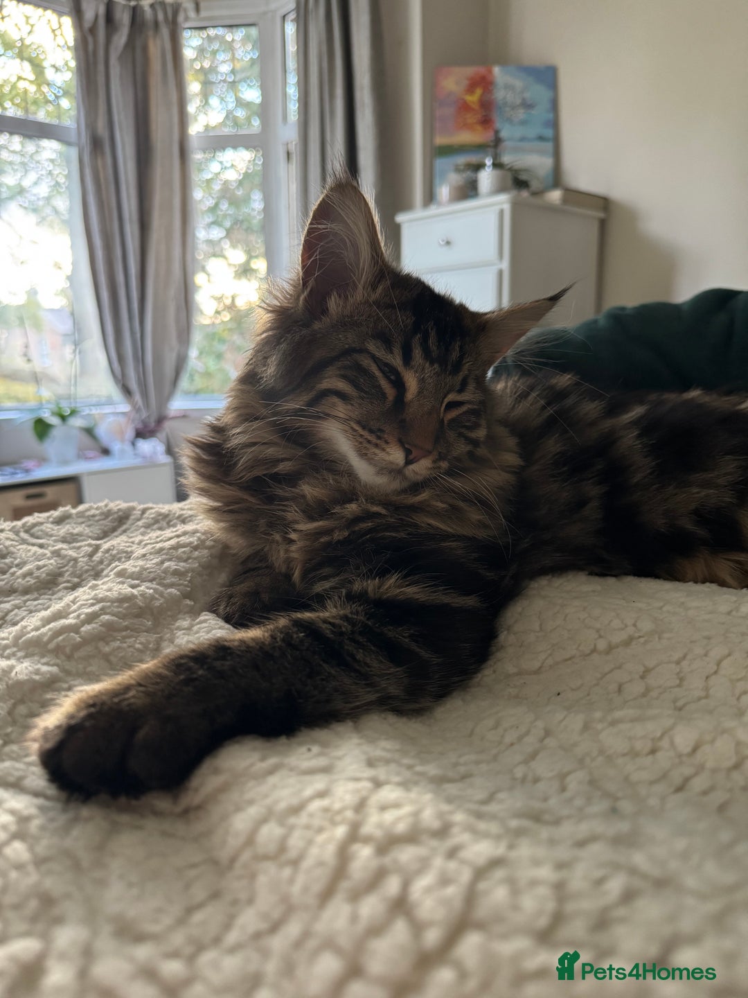 Mixed Breed cats for sale: Two lovely kittens looking for their forever home - Advert 6