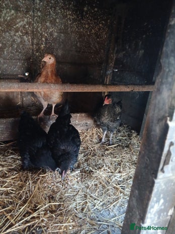 Mixed Breed poultry - Advert 11