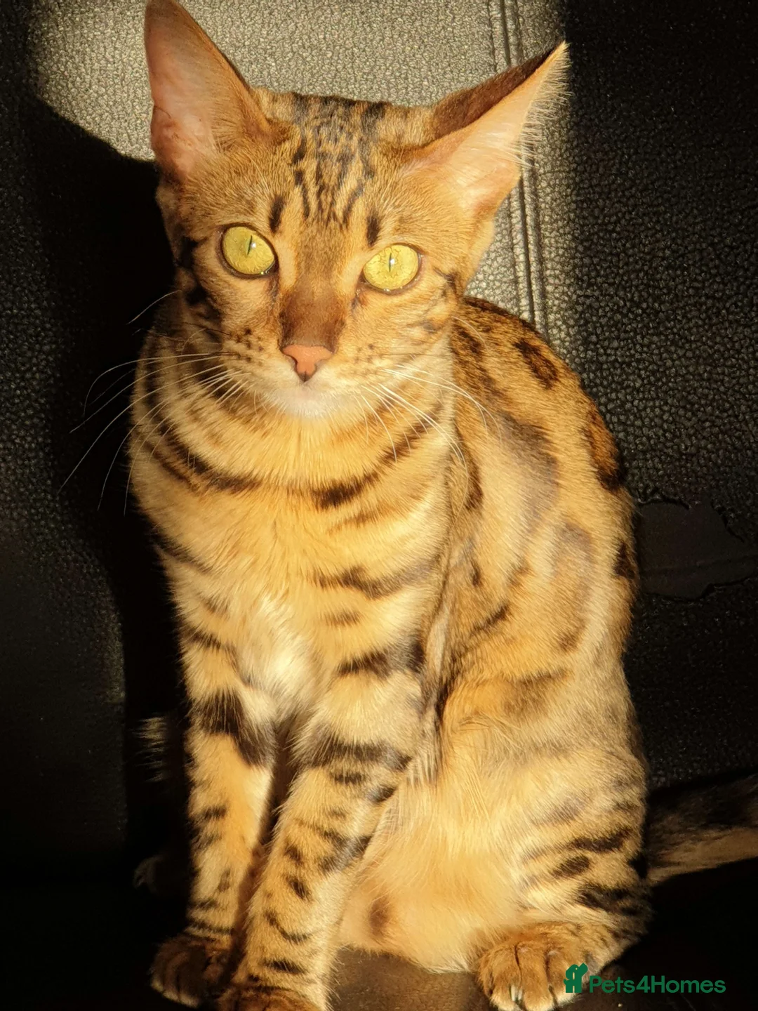 Bengal cats for sale: Exceptional Bengal For Sale - Advert 4