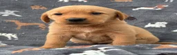 Labrador Retriever dogs for sale: KC Labrador Puppies Available  - Advert 9