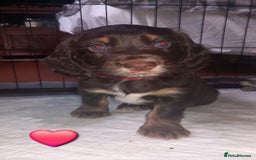 Cocker Spaniel dogs for sale: Chocolate & Tan, Working cocker boys available! - Image 8