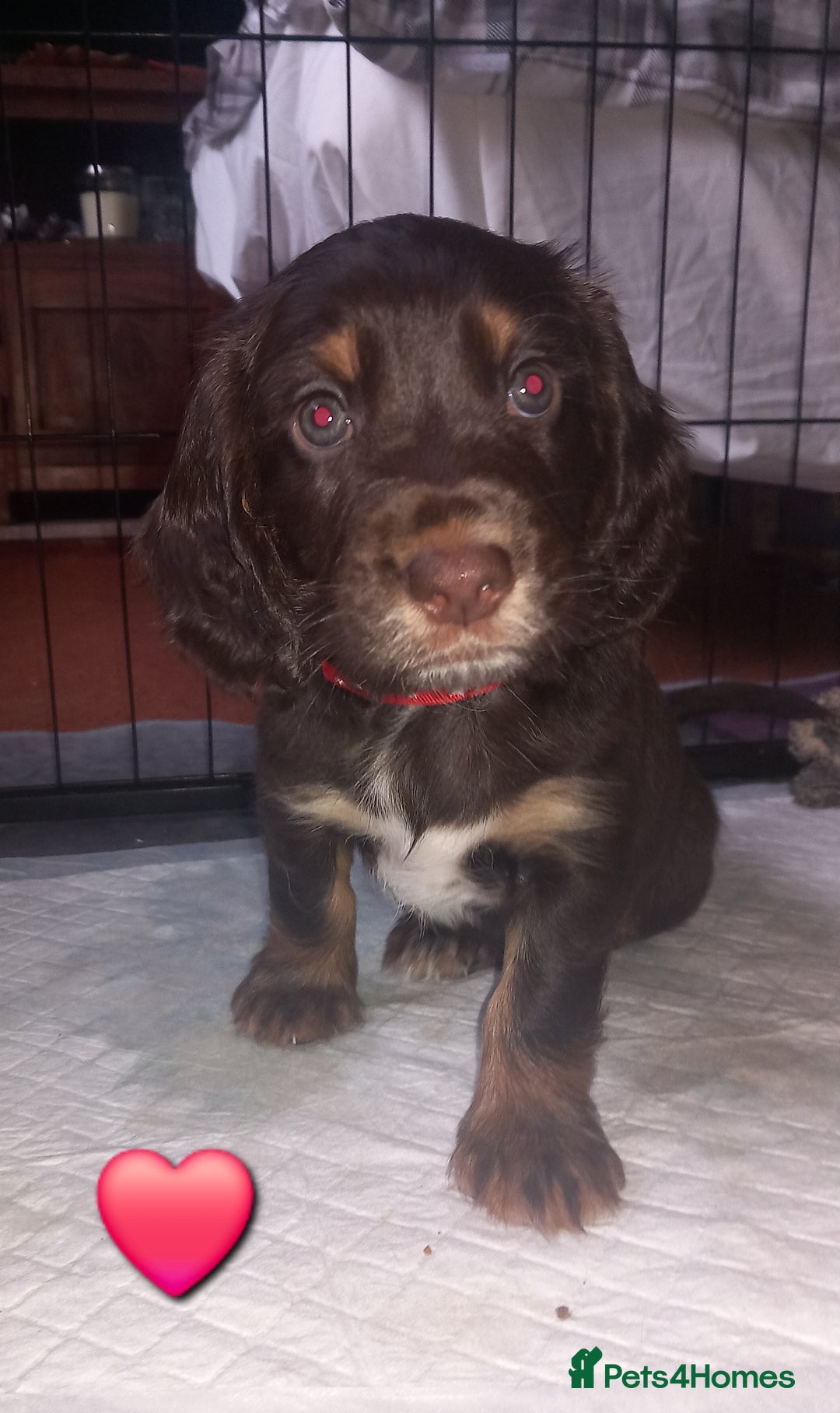 Cocker Spaniel dogs for sale: Chocolate & Tan, Working cocker boys available! - Image 8