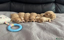 Maltipoo dogs for sale: Stunning litter of tiny maltipoos - Image 10