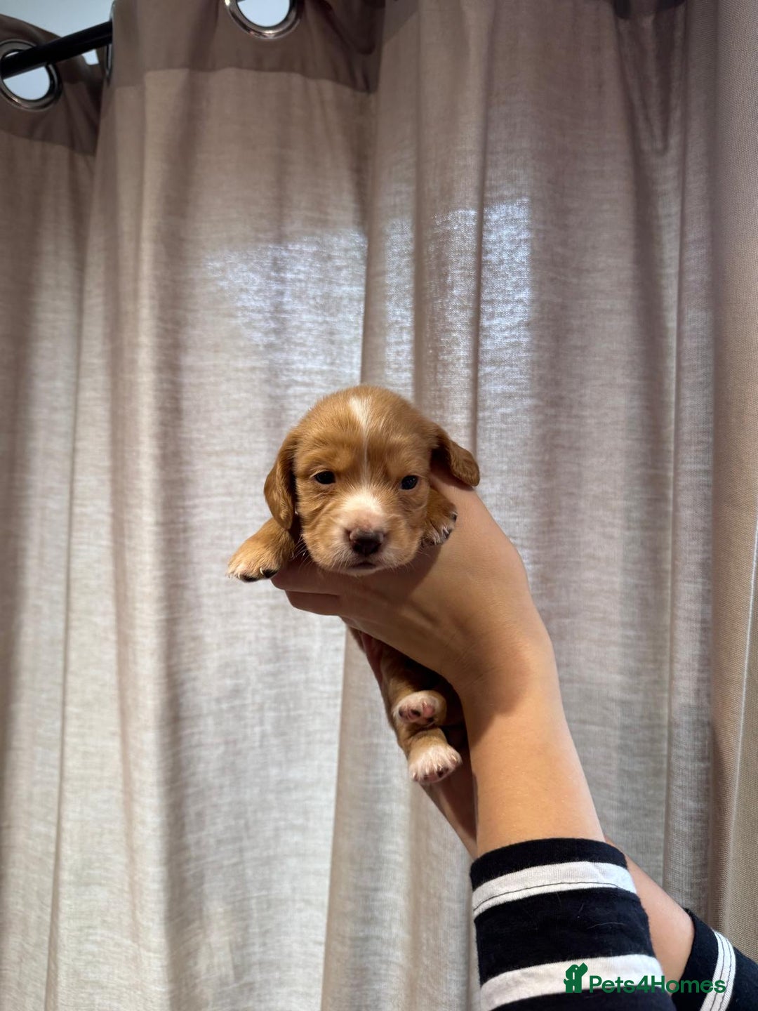 Cocker Spaniel dogs for sale: Golden working Cocker spaniels - Advert 14