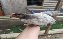Chickens poultry for sale: FREE - Pure colour pekin bantam cockerels - Image 3