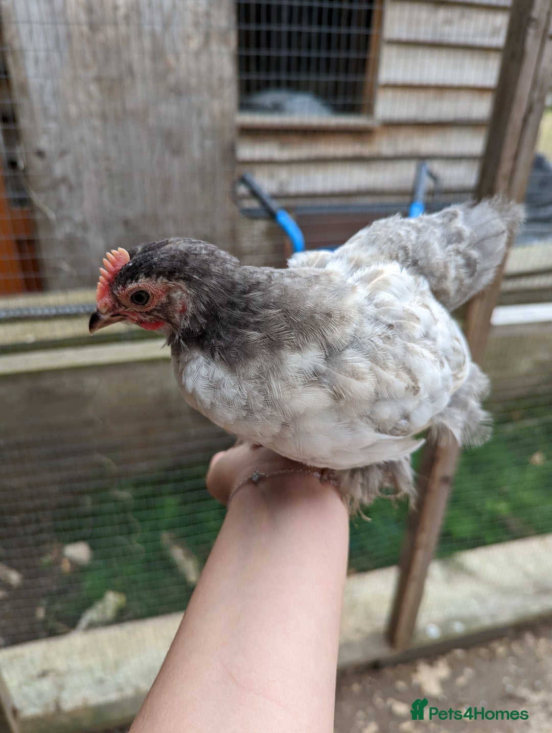 Chickens poultry for sale: FREE - Pure colour pekin bantam cockerels - Image 3