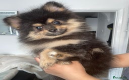 Pomeranian dogs for sale: High quality Pomeranian puppies  - Image 16