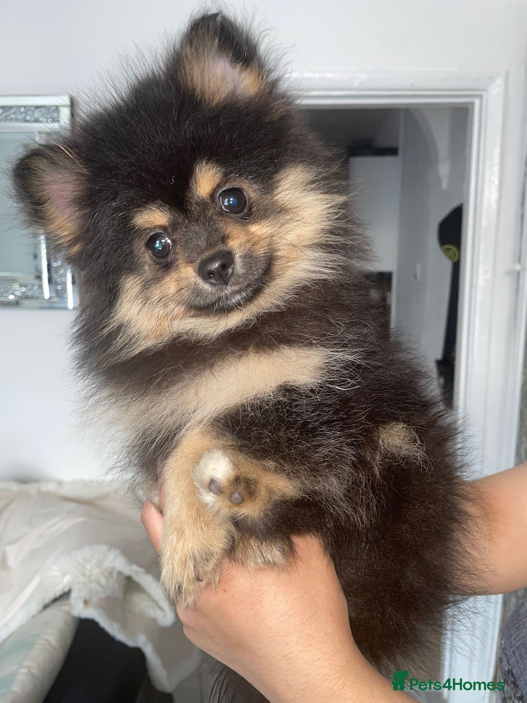 Pomeranian dogs for sale: High quality Pomeranian puppies  - Image 16