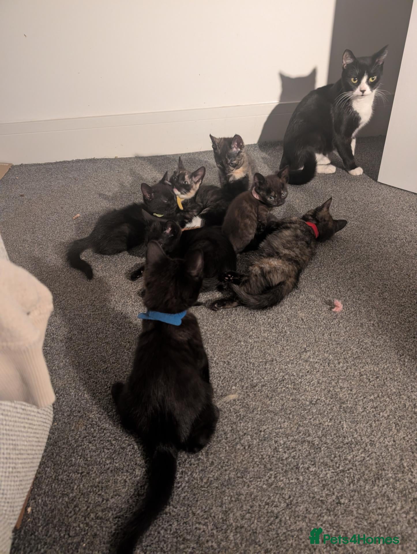 Mixed Breed cats 9 week old kittens looking for forever home - Advert 1