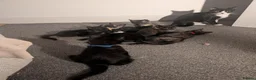 Mixed Breed cats for sale: 9 week old kittens looking for forever home in Ferryhill - Advert 1