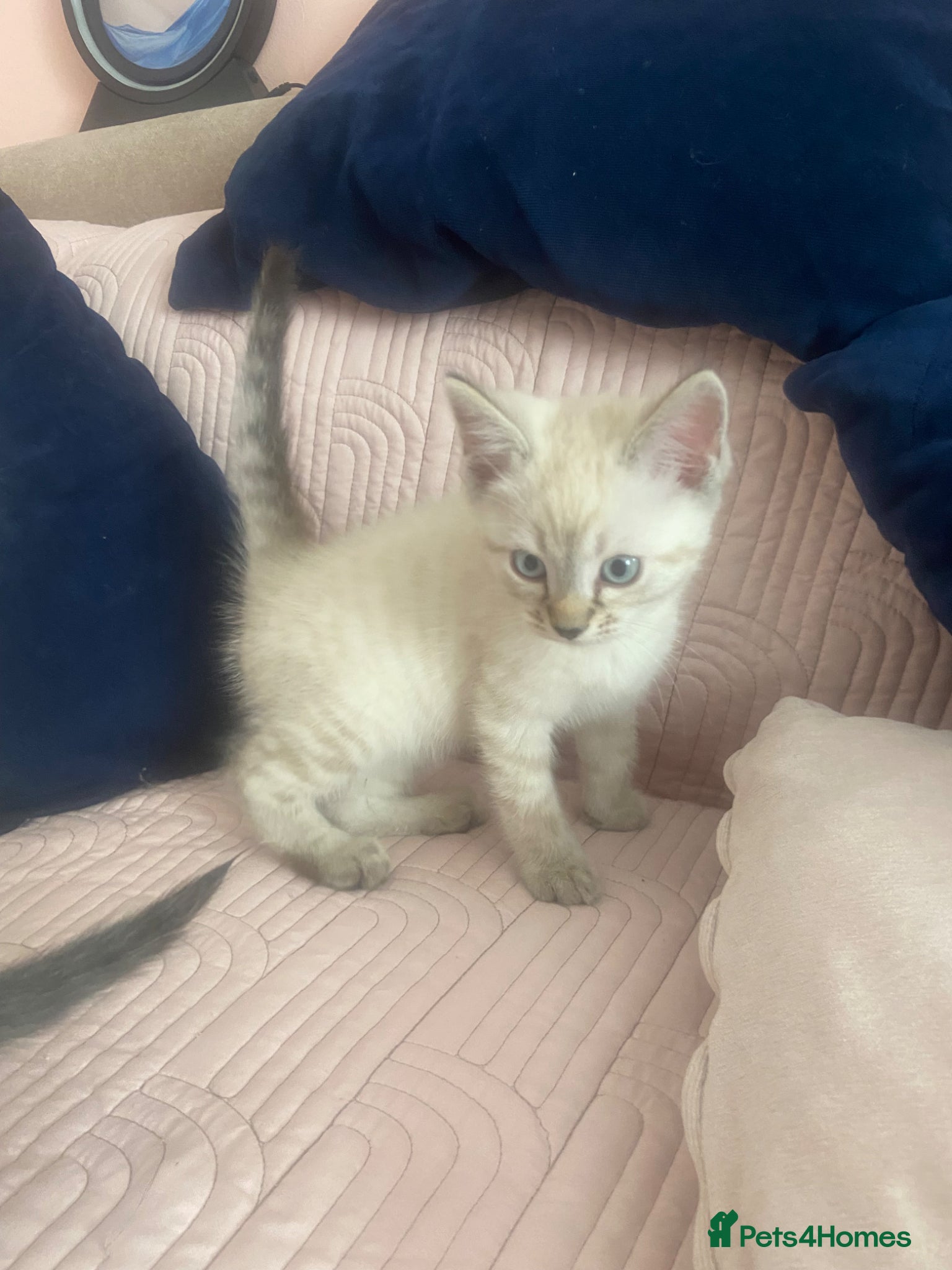 Ragdoll cats Beautiful ragdoll kittens - Advert 2