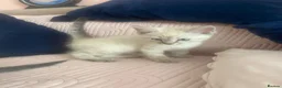 Ragdoll cats for sale: Beautiful ragdoll kittens - Advert 2