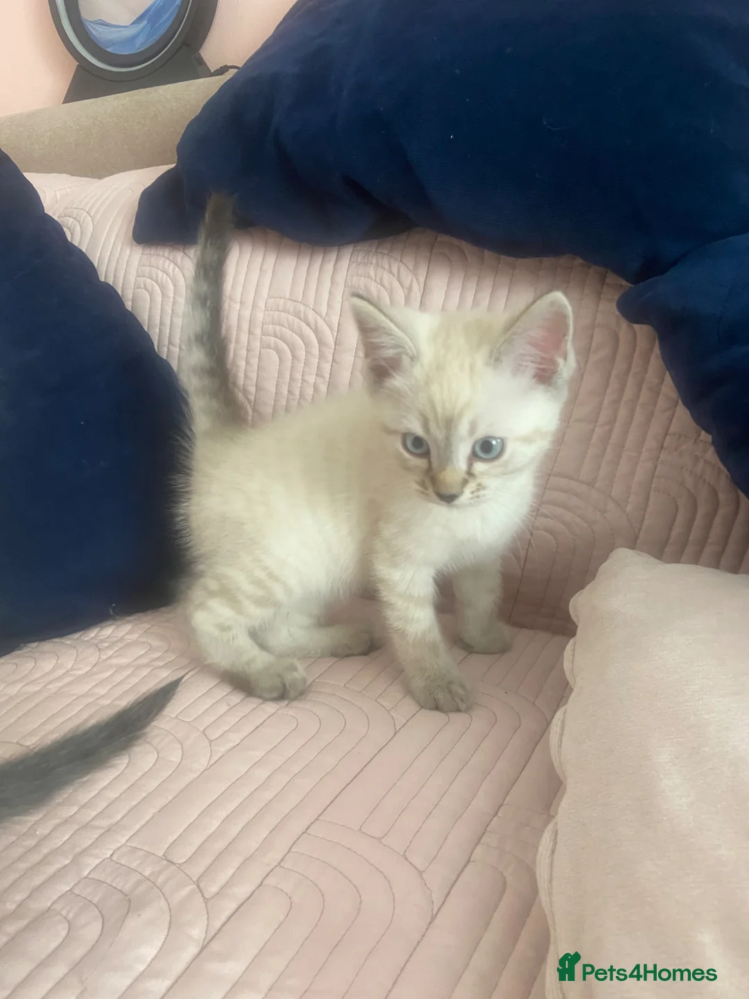 Ragdoll cats for sale: Beautiful ragdoll kittens - Advert 2