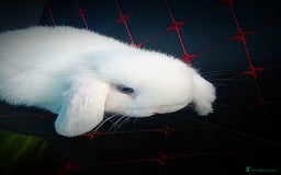 Mini Lop rabbits for sale: Beautiful Mini Lop Bunnies available  - Image 16