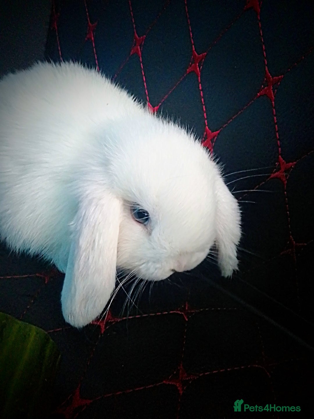 Mini Lop rabbits for sale: Beautiful Mini Lop Bunnies available  - Image 16