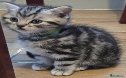 British Shorthair cats for sale: Beautiful bsh kittens  - Image 8