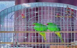 Ringnecks birds for sale: this is a beautiful green ringneck  - Image 1