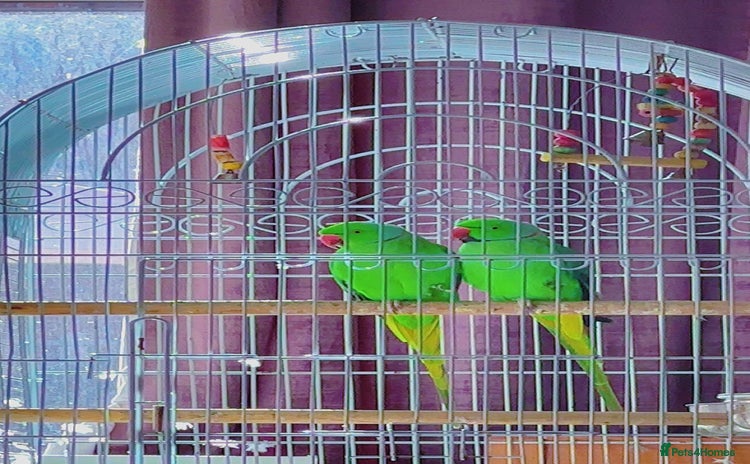 Ringnecks birds - Advert 3
