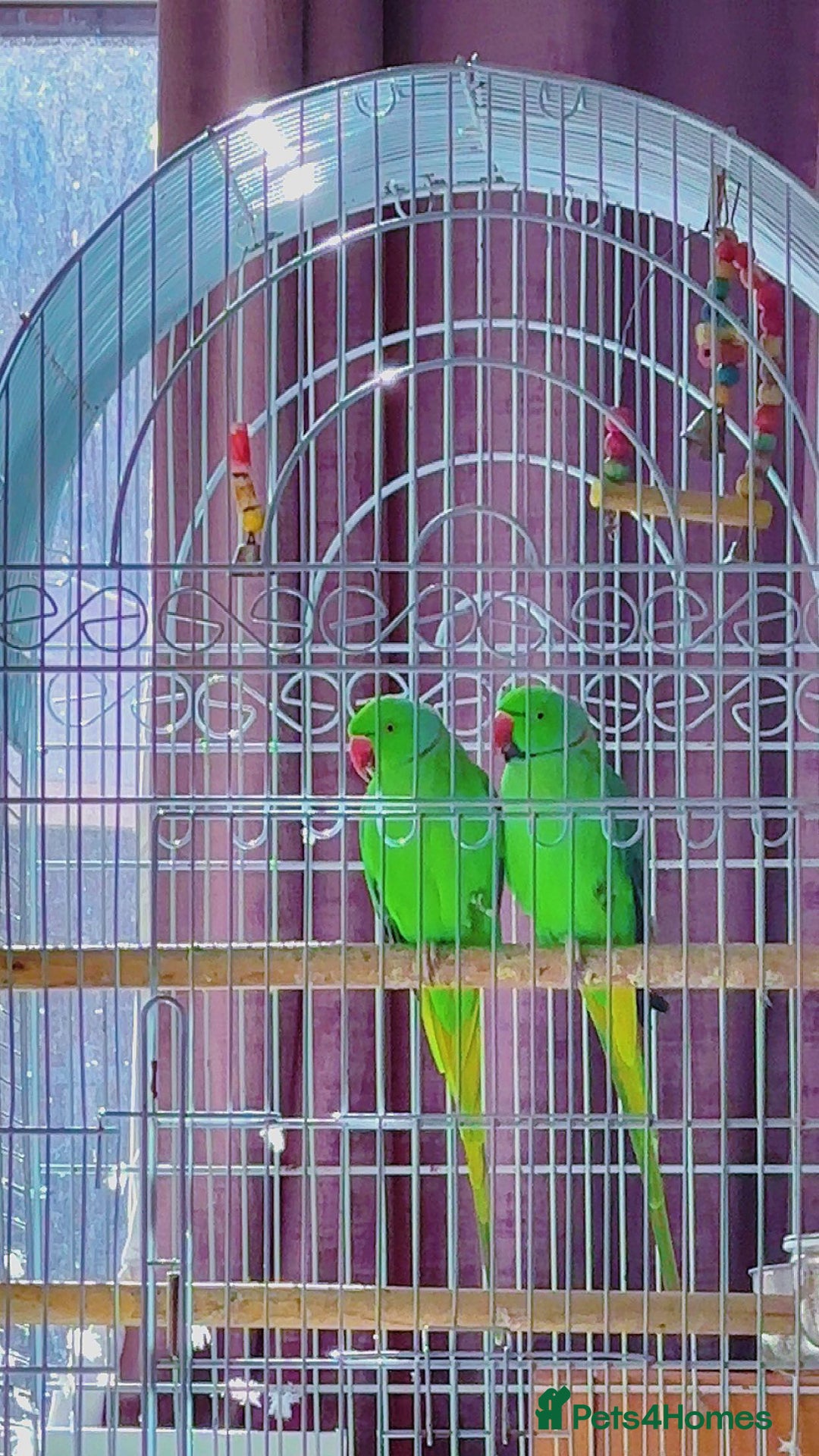 Ringnecks birds for sale: this is a beautiful green ringneck  - Image 1