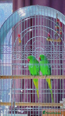 Ringnecks birds - Advert 3