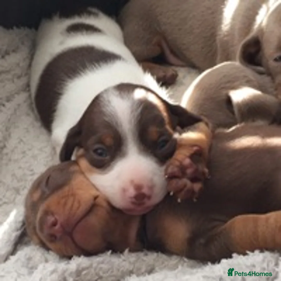 Miniature Dachshund dogs for stud: KC Reg Isabella & tan carrying long hair / pied in Welwyn - Advert 10