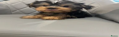 Yorkshire Terrier 1