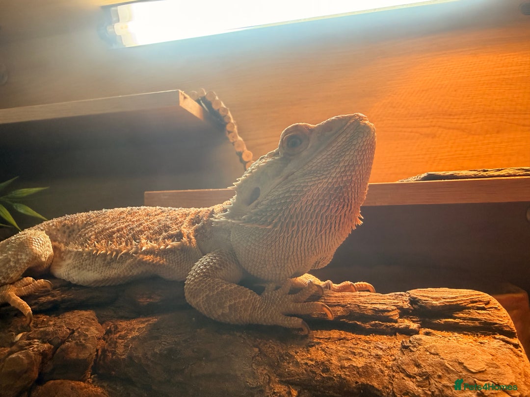 Bearded Dragon reptiles for sale: Bearded dragon male cb22 - Image 2